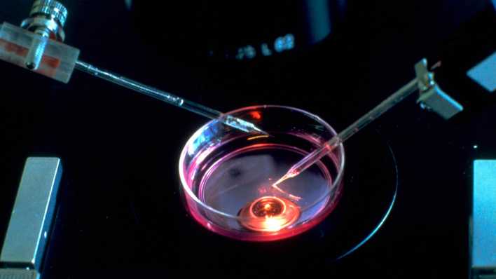 Untersuchung einer Zelle in einer Petrischale